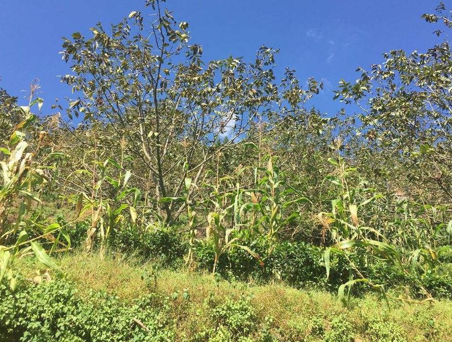 肥料使用方法和时间一定要知道,史上最全的肥料知识快收藏吧