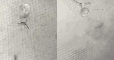 蜻蜓为什么捕猎成功率100%,蜻蜓是最厉害的昆虫吗