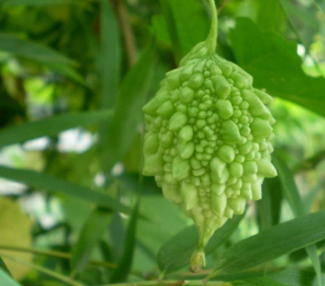 冬季室内盆栽葡萄的种植方法,什么葡萄品种最甜最好吃适合盆栽