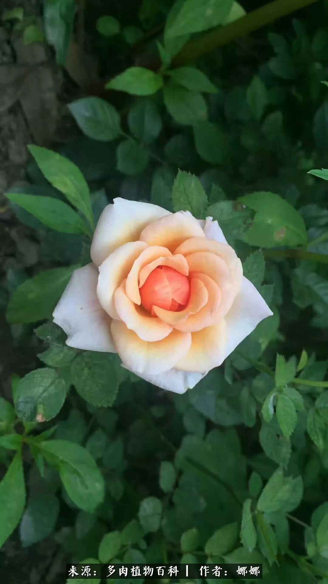 篱笆花开情常在，守你一生不变！