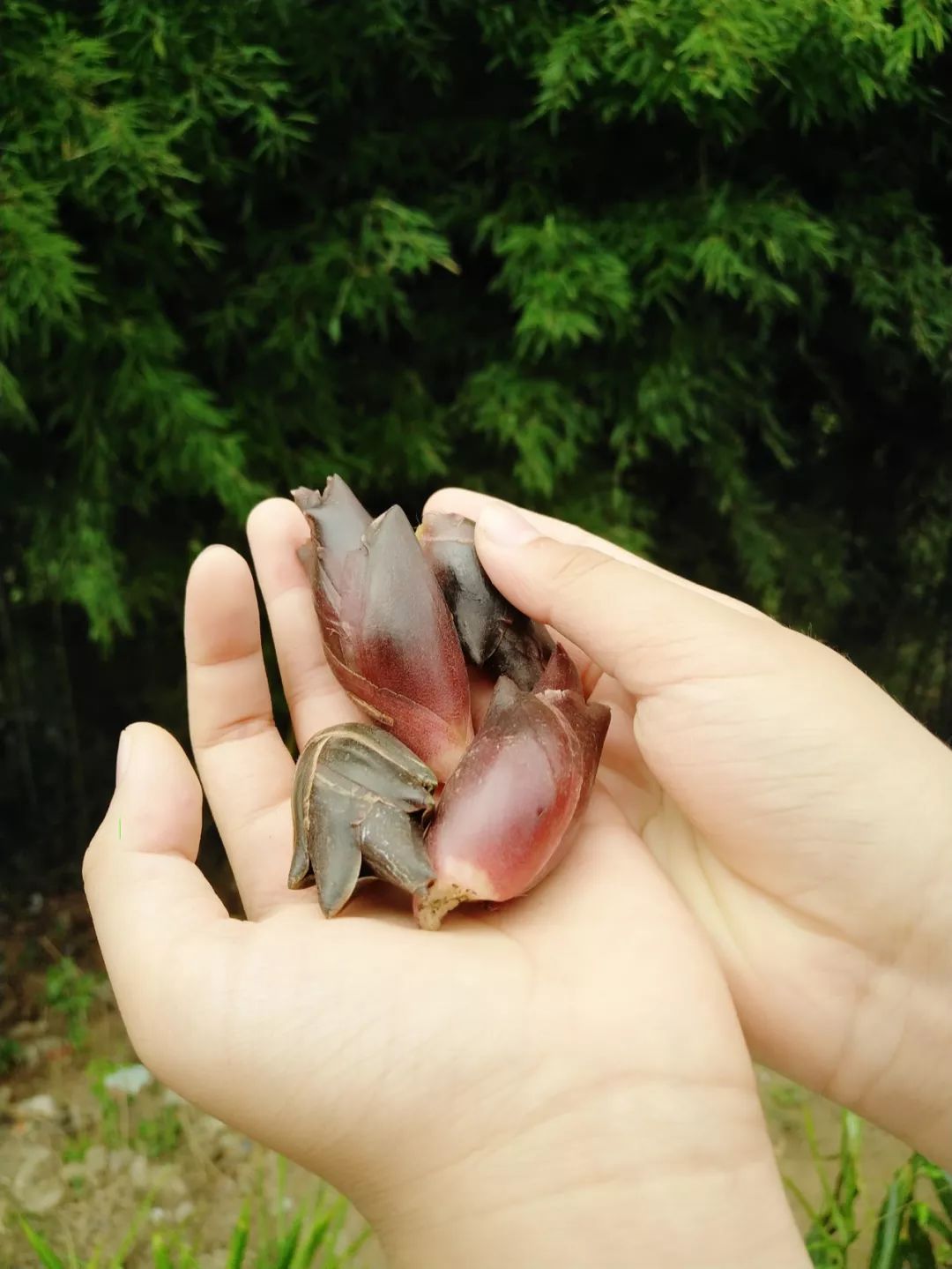 恩施鹤峰旅游攻略一天,恩施鹤峰旅游攻略