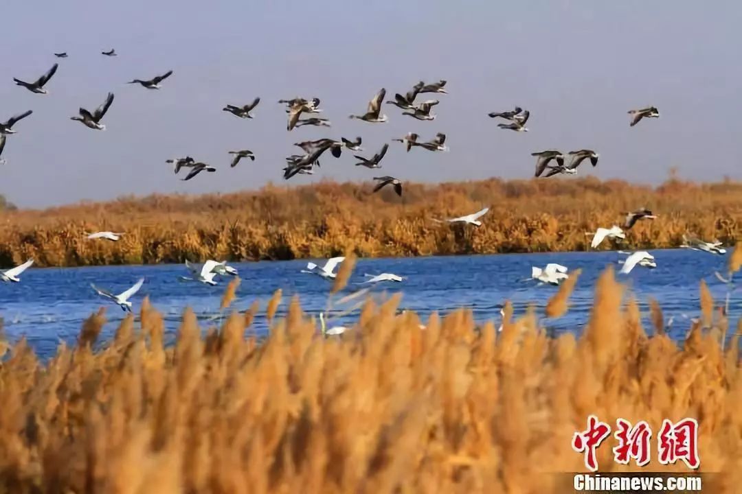 【大嘴说张掖】金张掖约你豪情冬春游