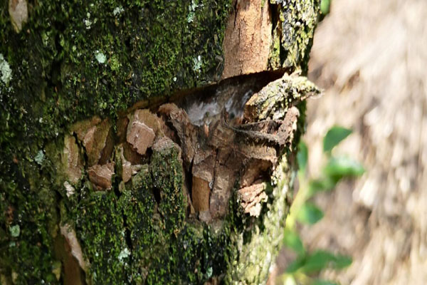 院子里的老柿子树砍掉有忌讳吗,柿子树是老枝能砍吗