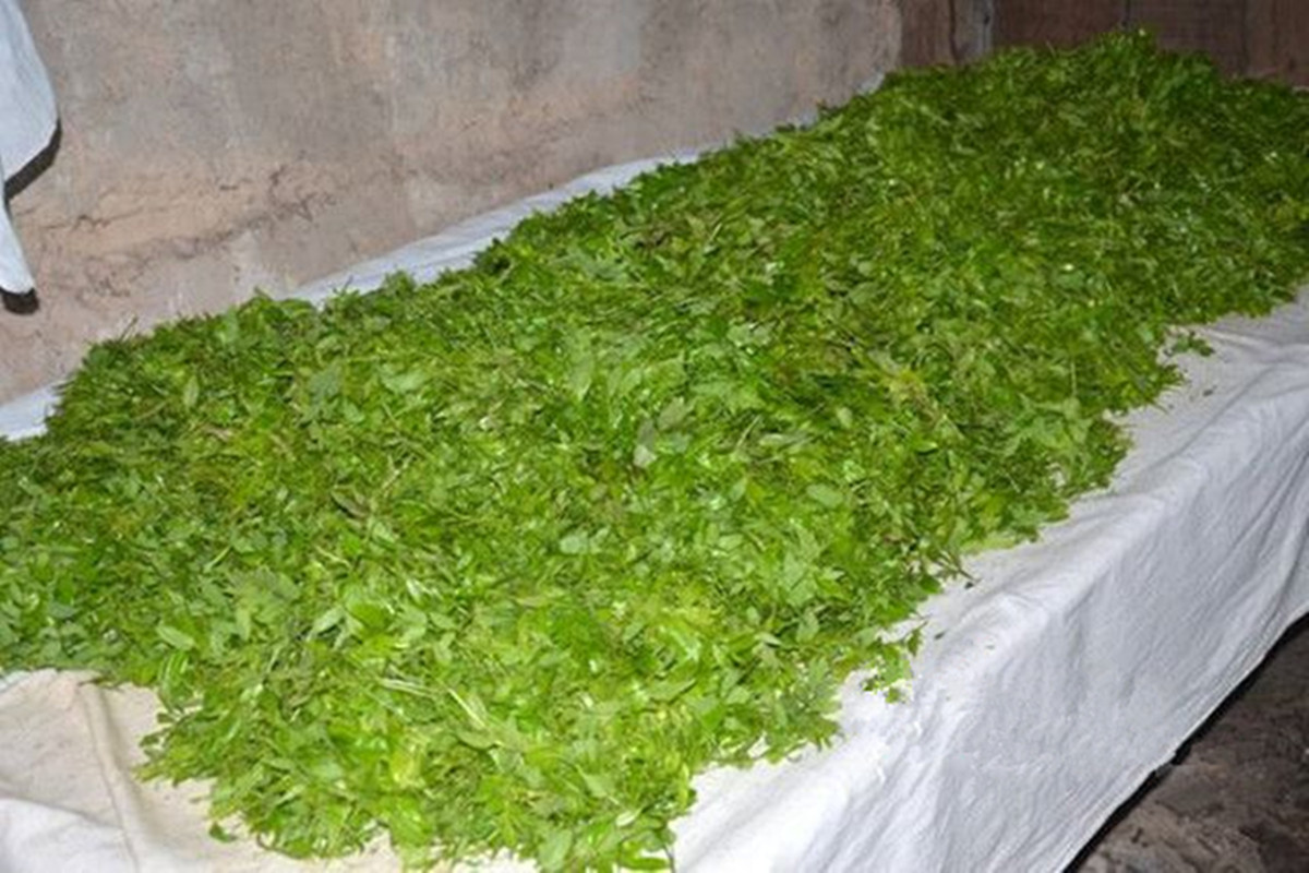 正宗的莓茶什么味道好喝,莓茶的特点与口感