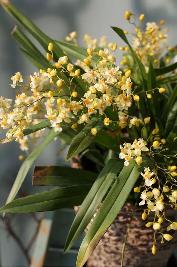 好养的兰花既高贵又漂亮惹人喜欢,哪种兰花最好养四季开花又很香