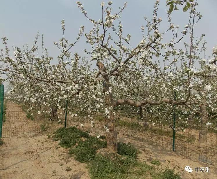 了解果树生长习性的方法,果树的生长环境和病虫害管理