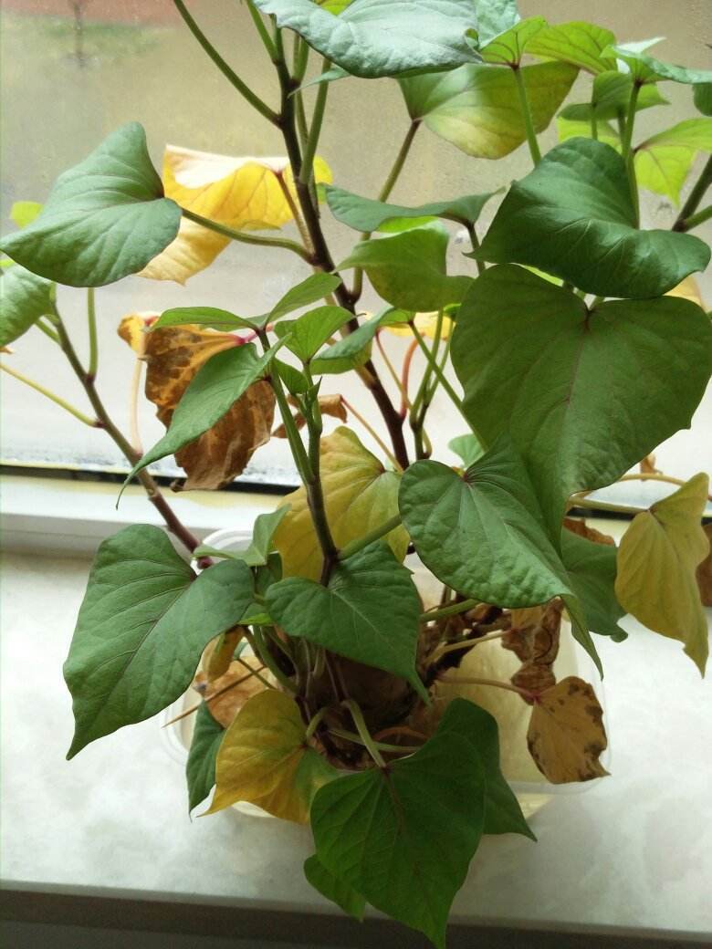 什么花水里养比较容易活,什么花养在水里比较好养