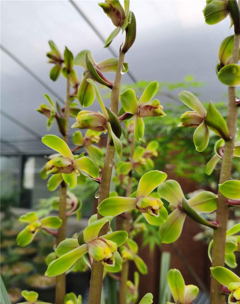 清朝乾隆年间下山的一颗蕙兰，后世称为赤蕙之首，梅瓣之王