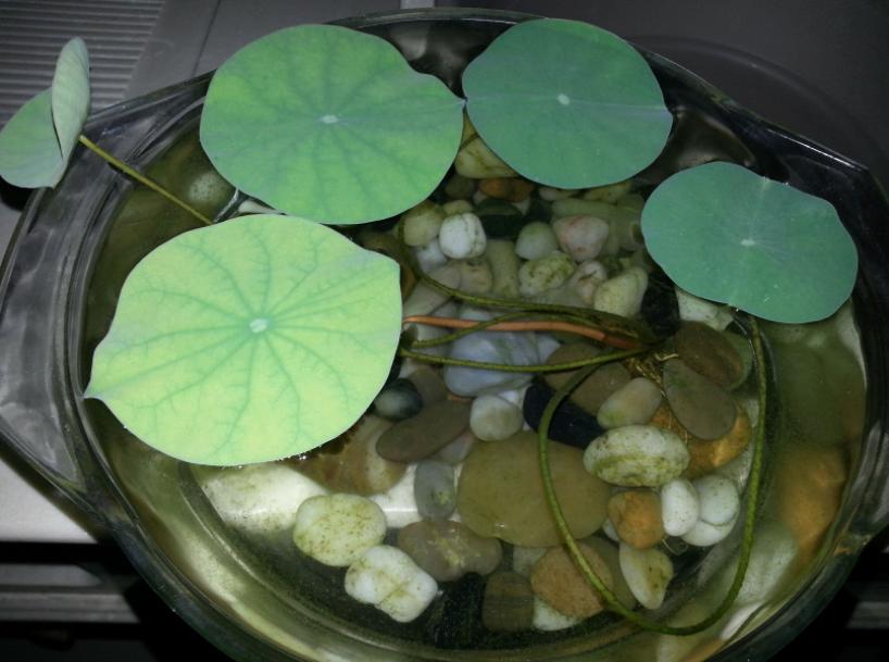 睡莲养护方法教程图解简易,怎么才能让水养睡莲开花