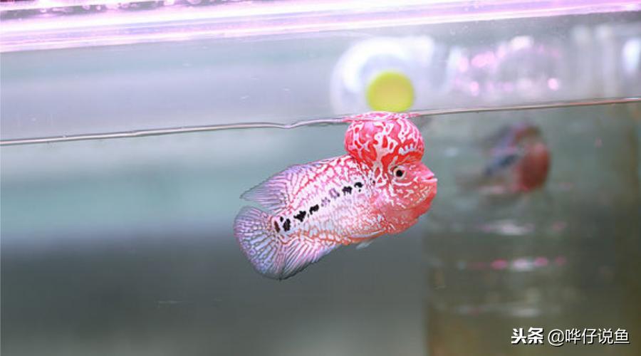 怎样才能养好观赏鱼,怎样养好观赏鱼的方法