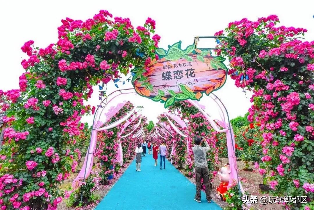 郫都区最美的花海,成都郫都花乡玫瑰开放了吗