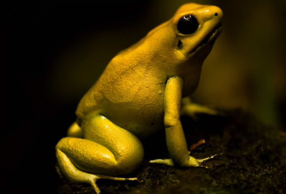 15种令人惊叹的透明生物,越看越可怕的动物