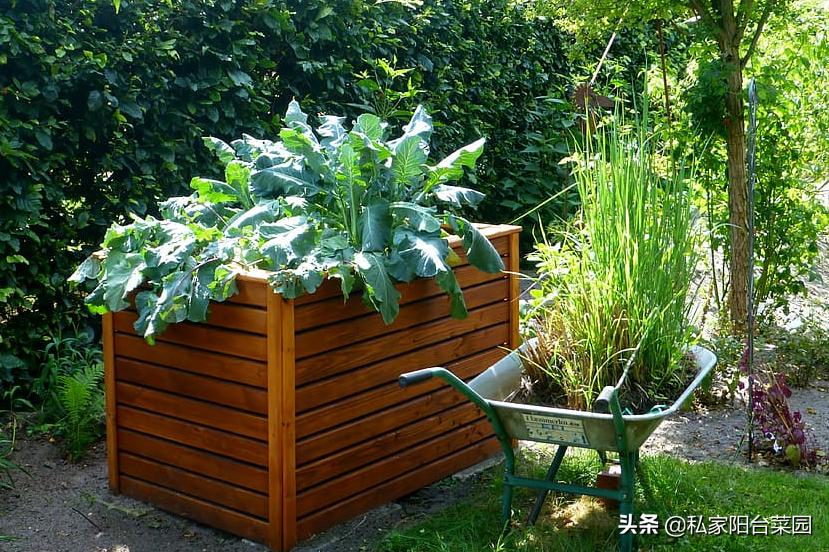 阳台种菜发芽后烂根,阳台种菜发芽后移植