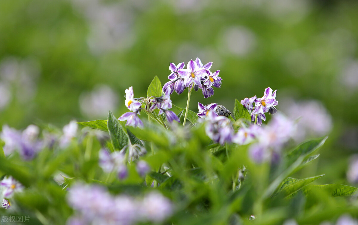 人参果茄子味,人参果茄科茄属草本植物