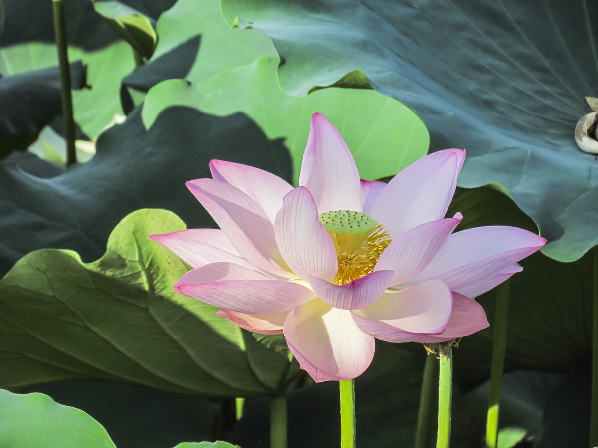 养花也要经历九九八十一难,养花的苦恼有哪些