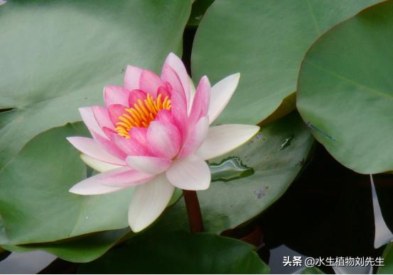 睡莲种块的种植方法和注意事项,睡莲种植方法种土里全过程