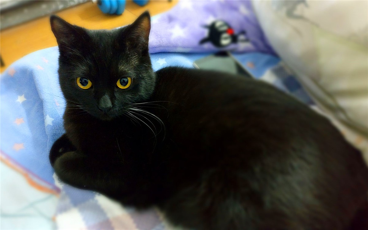 黑猫为啥凶得很,黑猫花色