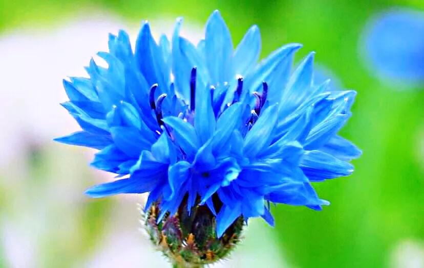 德国国花什么颜色的矢车菊,矢车菊国花