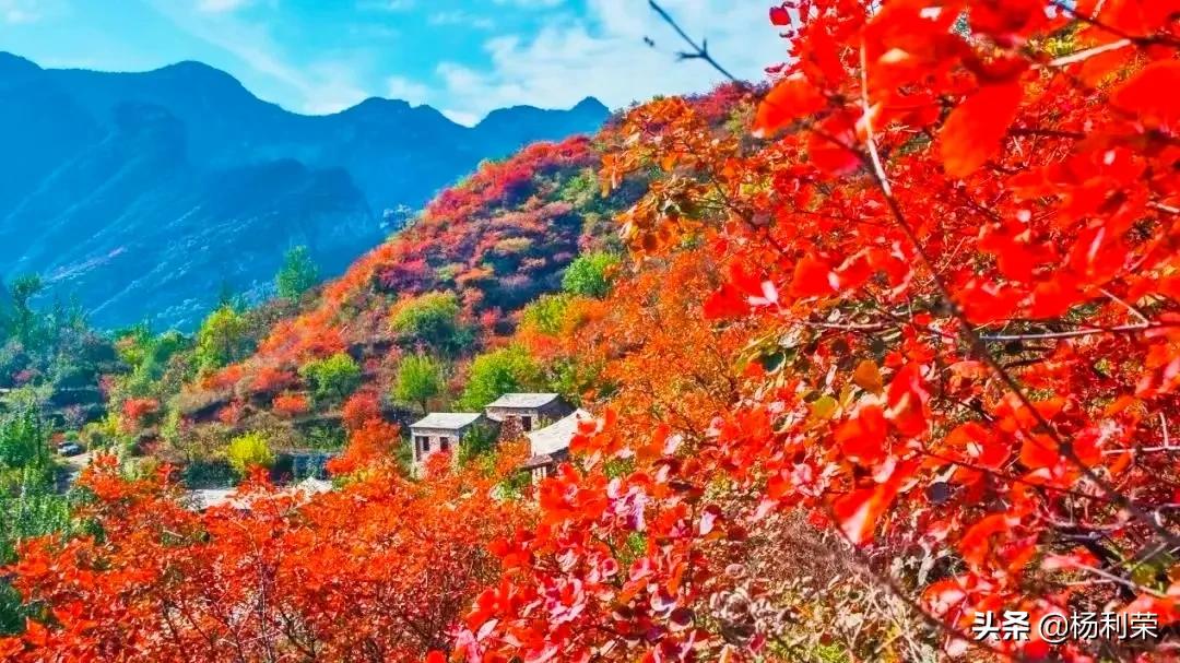 春风杨柳沐轻烟七律,七律杨柳风的诗句