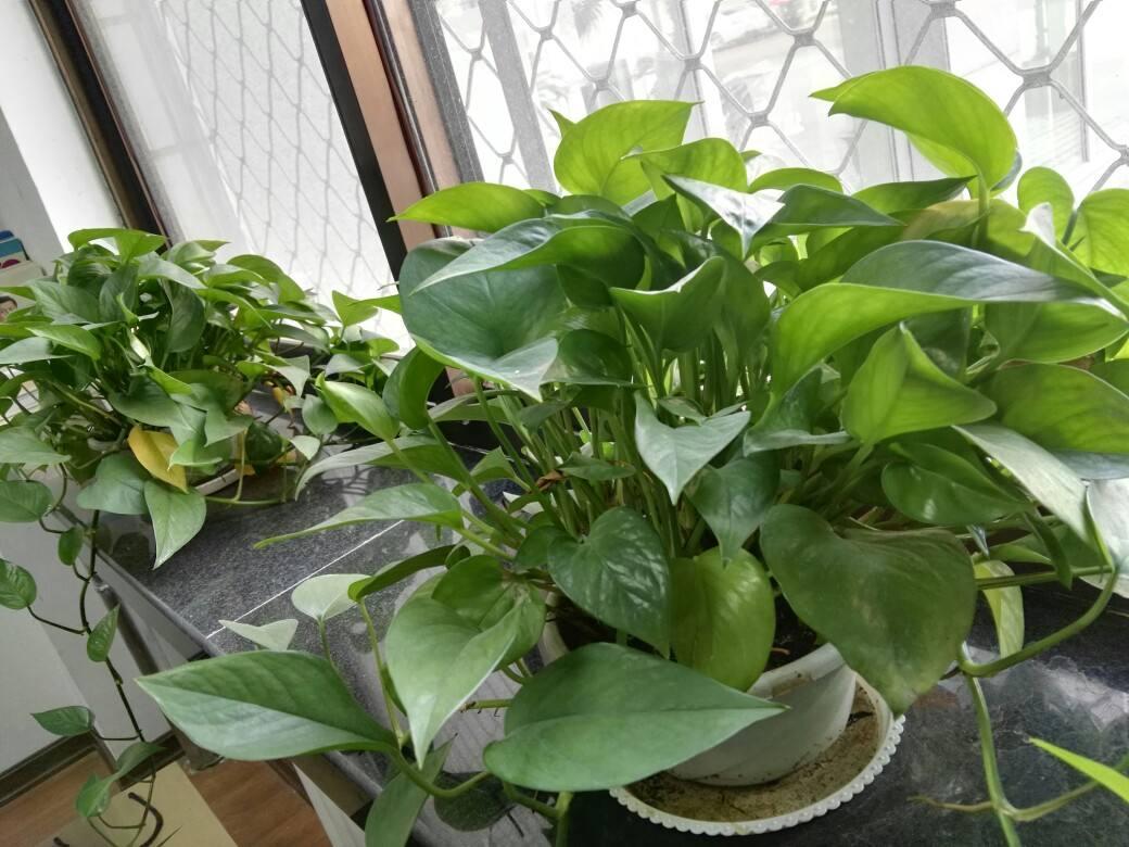 一年四季常绿比绿萝还好养,绿萝四季常绿是什么意思