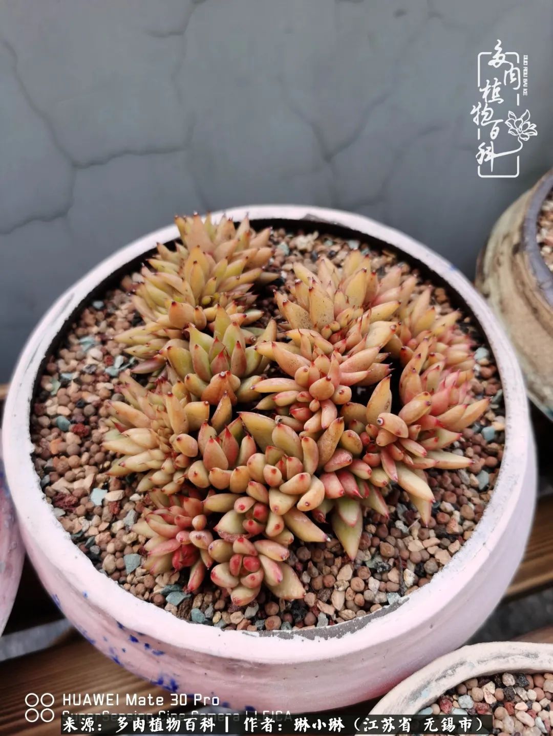 多肉变美是需要时间的,千万别辜负了多肉变美的黄金季节