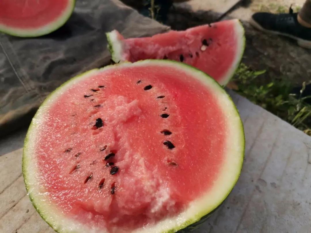 8424西瓜的技术秘密,8424西瓜试验了多长时间