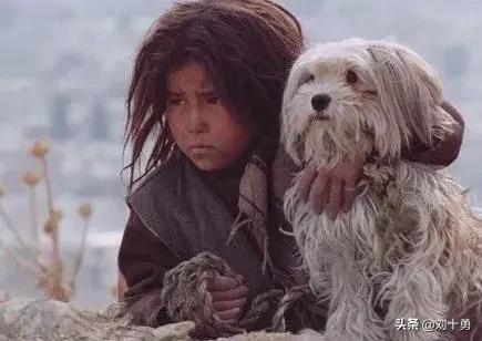 这条狗像极了自己的一生,你瞧这条狗原版