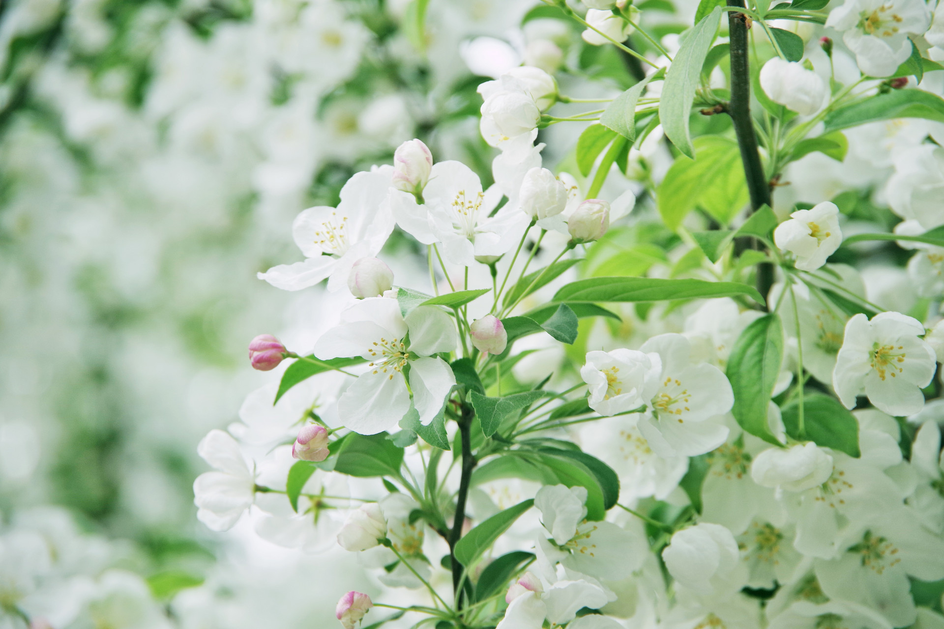 海棠春睡，只一位美人怎么比？太真妃子初出浴，西子娇妍比得无？