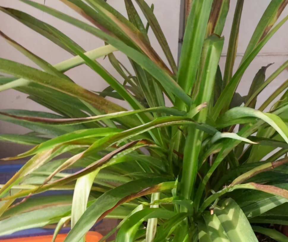 新手应该掌握的12个养花技巧,养花技巧记住这4点才算入门