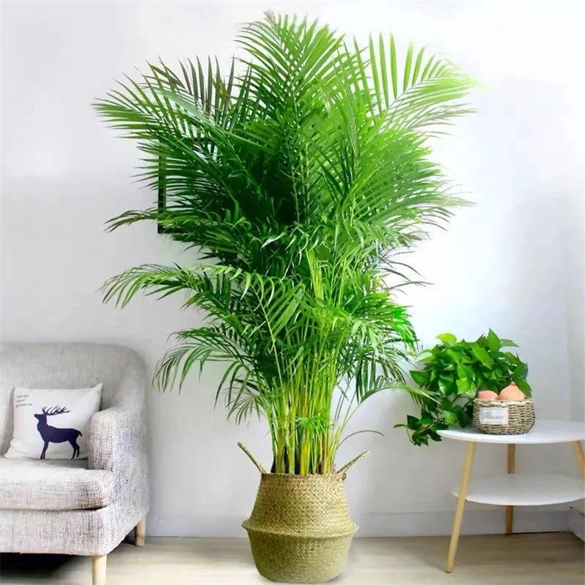 天然加湿器适合种什么绿植,空气加湿器种什么植物好