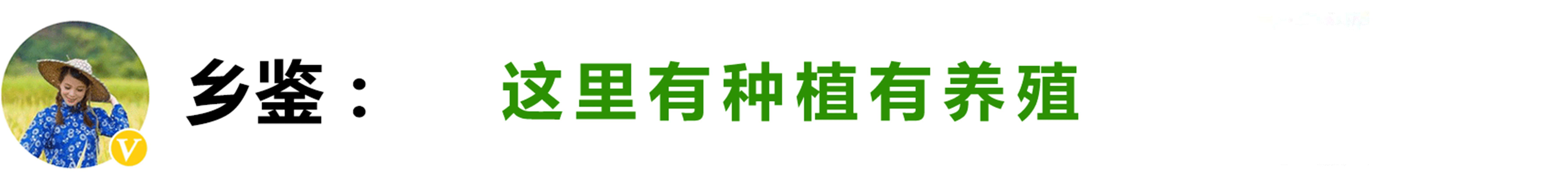 露地四季红油香椿种植技术及前景,香椿种植高产技术很全面建议收藏