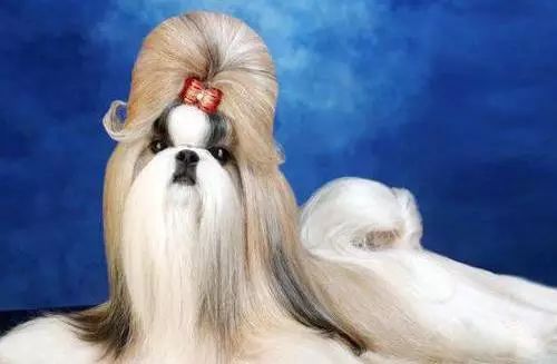 72种名犬分类介绍及图片,72种名犬及图片