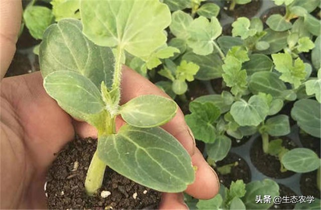 带你看三农知识分享,看西瓜种植技术视频