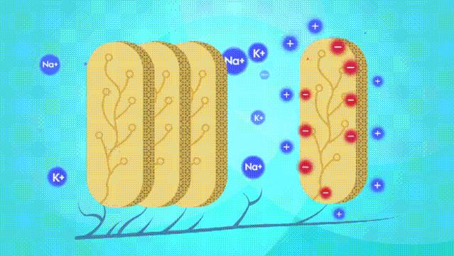 电鳗到底靠什么发电,电鳗自己怎么会发电