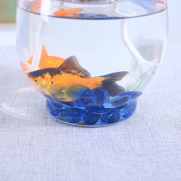 适合花鱼共养的水培植物,什么水培花卉可以和鱼一起养的