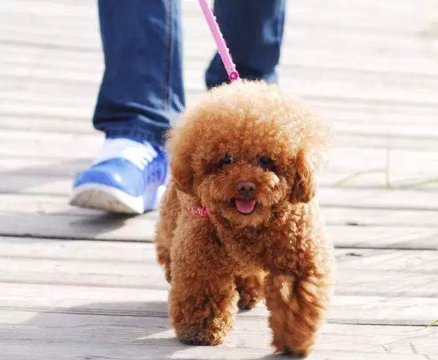 狗狗经常用后腿站立该怎么纠正,狗狗直立行走影响狗狗健康