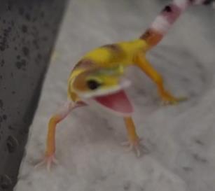 怎么养爬宠守宫,爬宠守宫怎么养