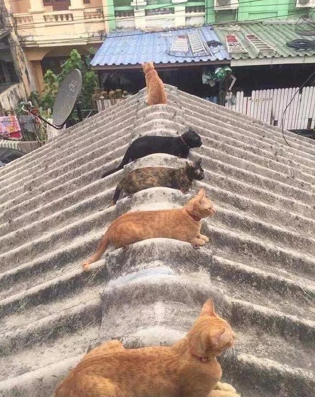 直男和直女中间隔着的山,为什么会有直男和直女