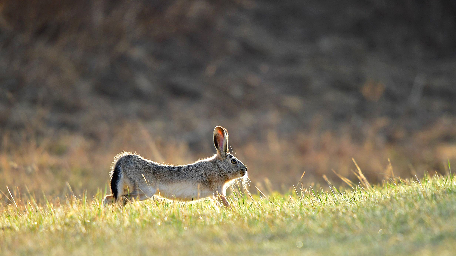 蜗牛智商高的动物,盘点动物世界最慢的动物蜗牛