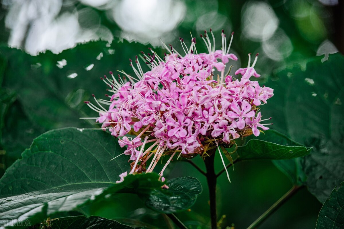 郁郁葱葱的多肉植物,适合阳光足的一年四季开花的植物