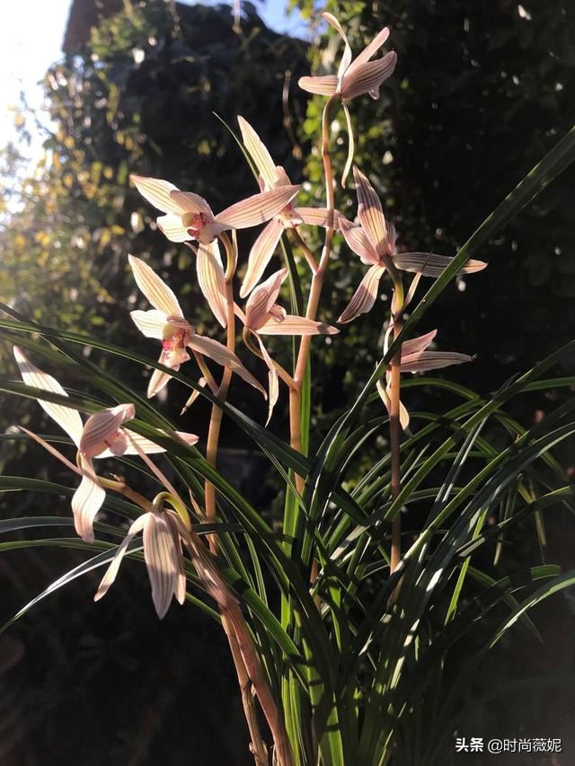 莲瓣兰有收藏价值吗,莲瓣兰12名品图解