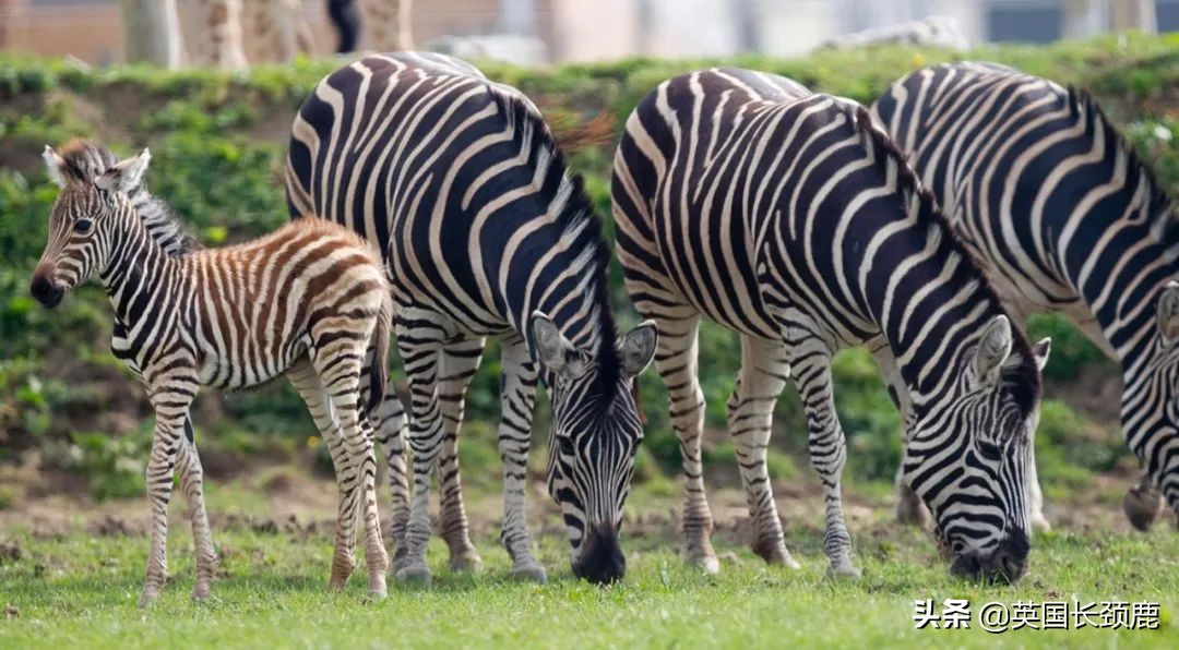 全球十大最受欢迎的野生动物园,伦敦十大动物园