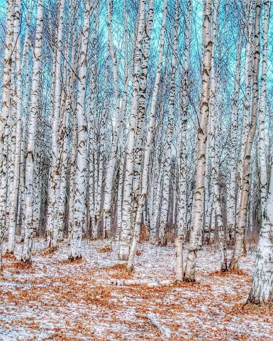鍥涘缇庢爲,鐢板洯缇庢爲