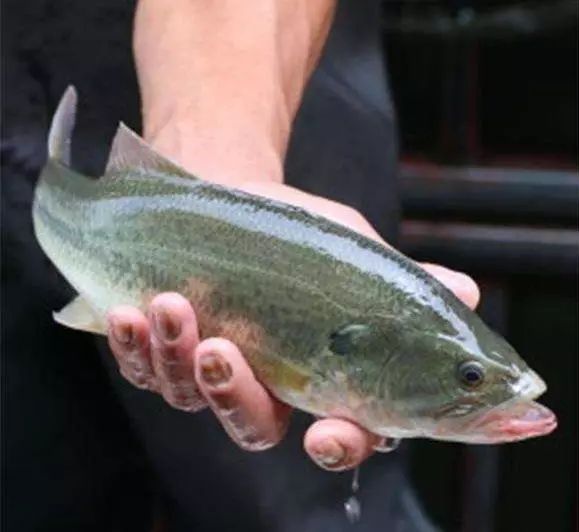 在农村养殖什么利润最高见效快,暴利养殖致富经历