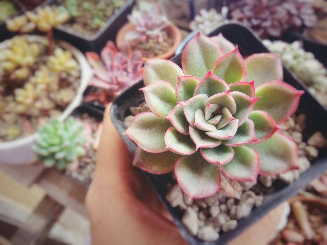 气温高的夏天多肉如何养护,高温夏天多肉怎么养出状态