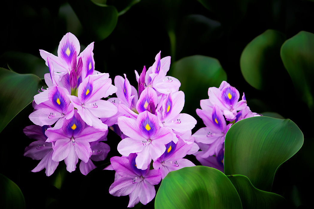 金鱼缸适合养什么水草图片,金鱼缸里养什么样的水草好