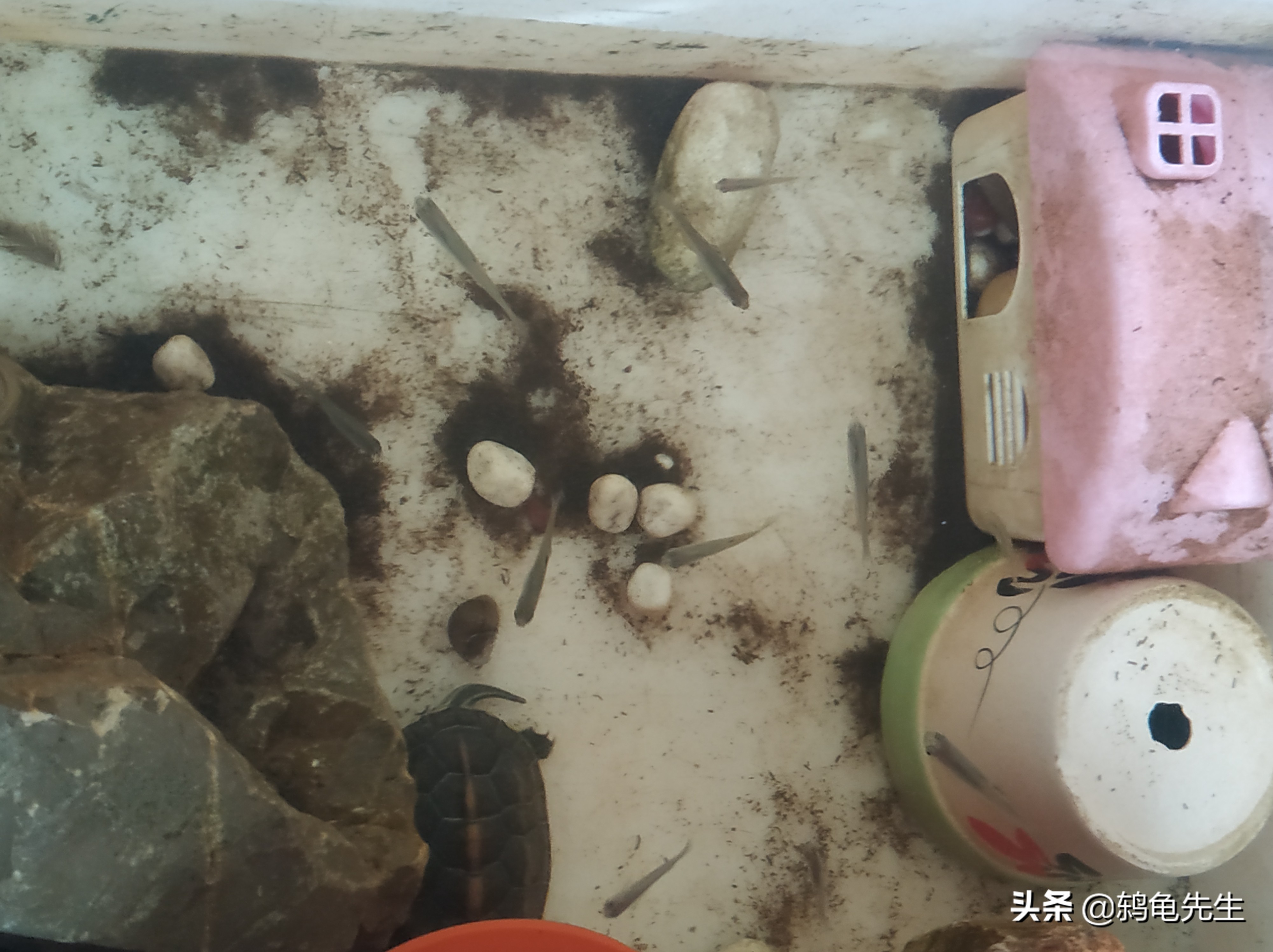 养龟几天换一次水怎么给龟换水,新手养龟不想换水应该用哪些东西