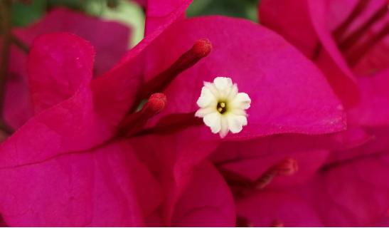 光荣20i拍照对比oppok1,oppok1对比光荣8x跑分