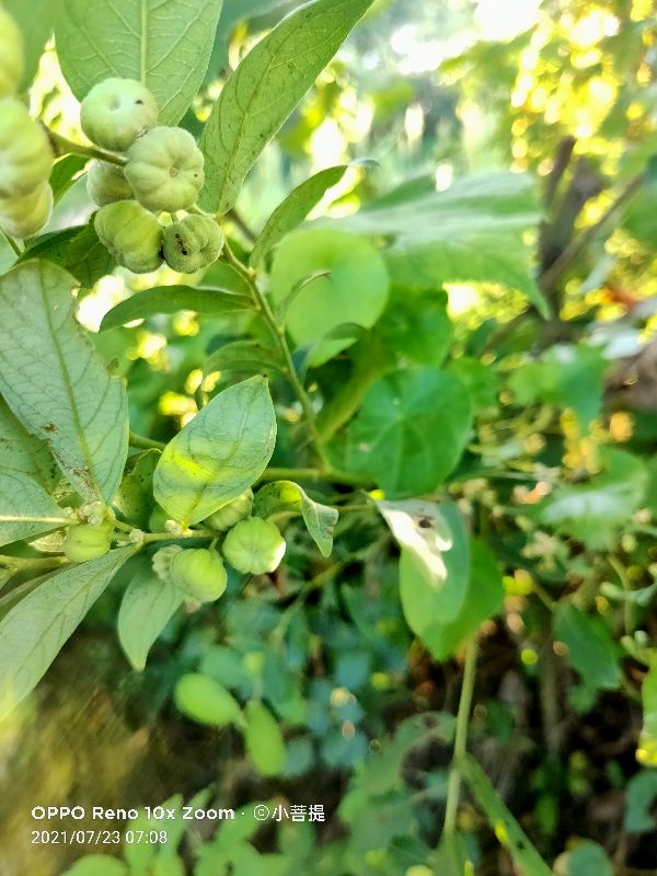 算盘子植物介绍,算盘子属于什么类型植物