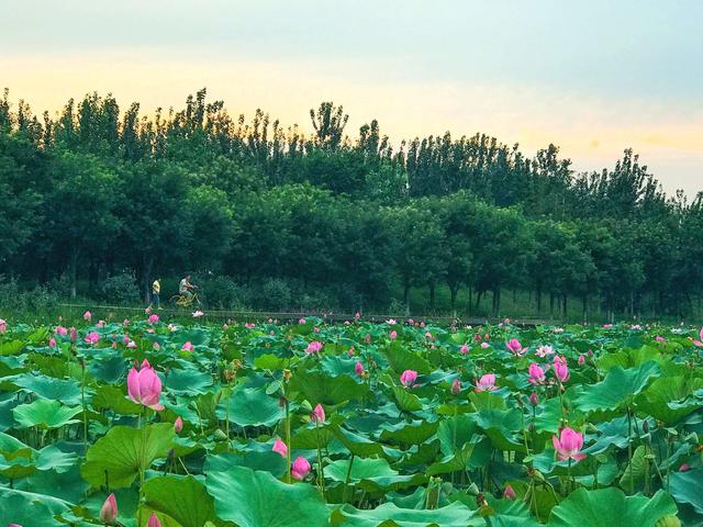 荷花池花期虽过但莲蓬正生,莲花池荷花几月份开花最好看